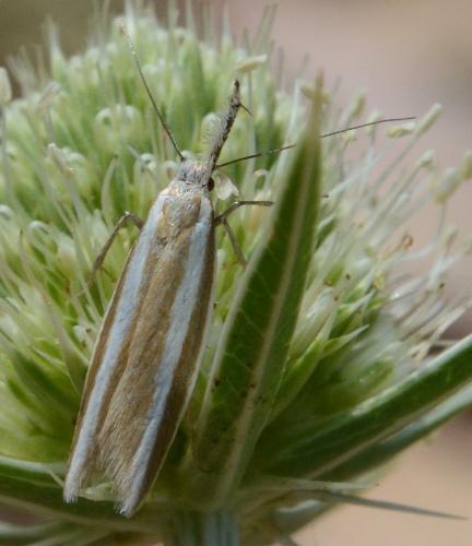 Réf. 210 468 : Pleurota aristella